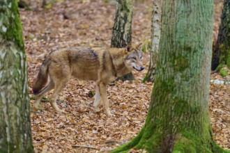 A wolf moves through a forest with tall trees and foliage, Wolf (Canis lupus), Germany