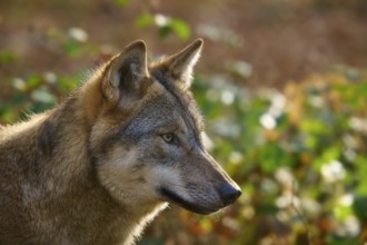 Close-up of a wolf with autumnal background, Wolf (Canis lupus), Germany