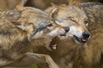Close-up of two fighting wolves in aggressive interaction, wolf (Canis lupus), Germany