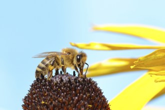 European honey bee (Apis mellifera), collecting nectar from a yellow coneflower (Echinacea