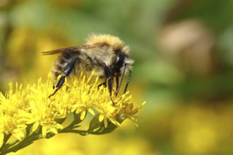 Field bumblebee (Bombus pascuorum), collecting nectar on a Solidago canadensis (Solidago