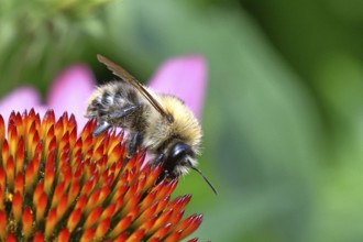 Field bumblebee (Bombus pascuorum), collecting nectar on a purple coneflower (Echinacea purpurea),