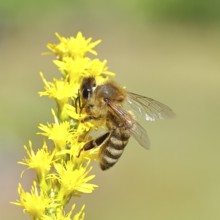 European honey bee (Apis mellifera), collecting nectar from a yellow goldenrod (Solidago) flower,