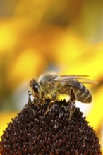 European honey bee (Apis mellifera), collecting nectar from a flower of the yellow coneflower