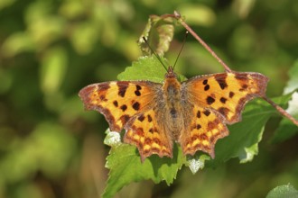 C-moth (Polygonia c-album), with open wings on a birch leaf (Betula), Wilnsdorf, North
