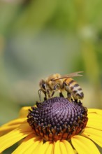 European honey bee (Apis mellifera), collecting nectar from a flower of the yellow coneflower