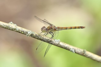 Common Darter (Sympetrum striolatum), female on a branch, close-up, Wilnsdorf, North