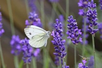 A Cabbage butterfly (Pieris brassicae) sucking nectar on the flower of true lavender (Lavandula