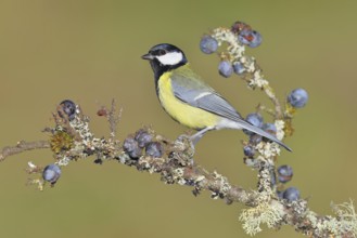 Great tit (Parus major), sitting on a branch in a blackthorn bush, (Prunus spinosa), sloes, with