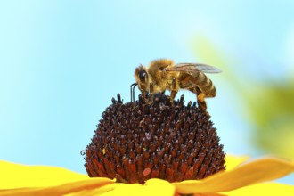 European honey bee (Apis mellifera), collecting nectar from a flower of the yellow coneflower