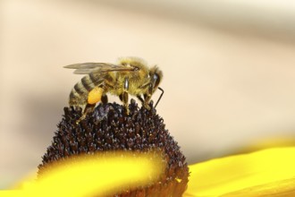 European honey bee (Apis mellifera), collecting nectar from a flower of the yellow coneflower
