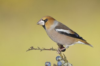 Hawfinch (Coccothraustes coccothraustes), male, sitting on a branch in a blackthorn bush, (Prunus