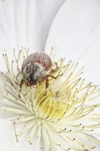Cockchafer, field cockchafer (Melolontha melolontha), female on a clematis flower, Wilnsdorf, North