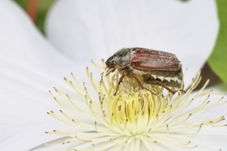 Cockchafer, field cockchafer (Melolontha melolontha), female on a clematis flower, Wilnsdorf, North