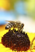 European honey bee (Apis mellifera), collecting nectar from a flower of the yellow coneflower