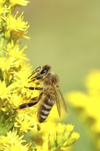 European honey bee (Apis mellifera), collecting nectar from a yellow goldenrod (Solidago) flower,