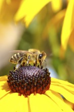 European honey bee (Apis mellifera), collecting nectar from a flower of the yellow coneflower