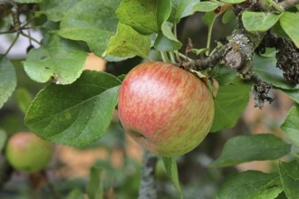 Apple (Malus domestica), red apple, ripe fruit on an apple tree, Wilnsdorf, North Rhine-Westphalia,