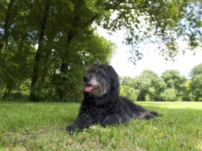 Mischlingshund lying in the grass, Englischer Garten, Munich, Bavaria, Germany