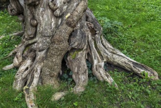 Close-up of a tree root, tree