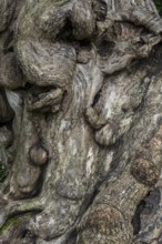 Close-up of a tree root, tree