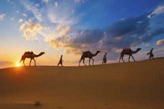 Indian cameleers camel drivers bedouin with camel silhouettes in sand dunes of Thar desert on