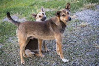 Two dogs on a path, one crouching under the other, which provides protection and security, in a