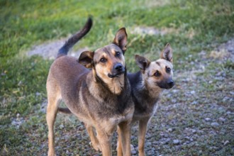 Two dogs stand attentively on a grassy path, with curious eyes and attentive ears in natural