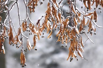 First snow on branches of trees, late autumn, Germany
