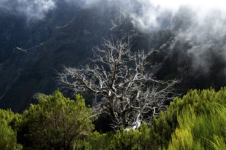 Burnt trees in fog, along hiking trail PR 1, 2 to Pico Ruivo, fog, Madeira, Portugal