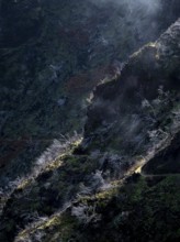 Burnt trees in fog, along hiking trail PR 1, 2 to Pico Ruivo, fog, Madeira, Portugal