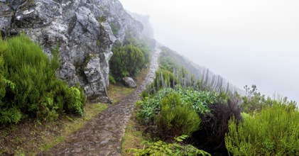 Hiking trail PR 1, 2 to Pico Ruivo, Mist, Madeira, Portugal