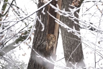 Tawny owl in a tree, winter, Germany