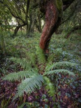 Laurel trees (Ocotea foetens) overgrown with moss and plants, old laurel forest, Laurisilva,