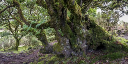 Laurel trees (Ocotea foetens) overgrown with moss and plants, old laurel forest, Laurisilva,