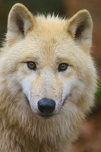 Close-up of a wolf face with penetrating eyes and soft fur, Arctic wolf (Canis lupus arctos),