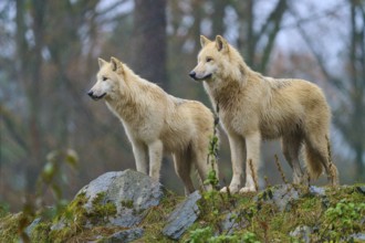 Two wolves standing in the rain on rocky ground in a misty and autumnal forest scenery, Arctic wolf