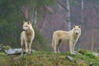 Two white wolves standing vigil in the rain in a foggy and humid autumn environment, Arctic wolf