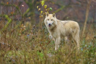 A wolf stands in autumn forest, surrounded by foliage and thin branches, Arctic wolf (Canis lupus