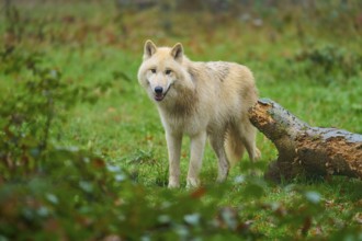 Young wolf standing on a green meadow next to a tree trunk, Arctic wolf (Canis lupus arctos),