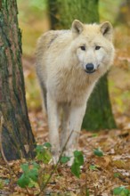 Wolf standing quietly in autumn forest next to tree, Arctic wolf (Canis lupus arctos), Germany