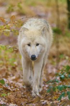 Wolf with intense gaze running through deciduous forest, Arctic wolf (Canis lupus arctos), Germany