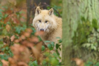 A wolf looks attentively and curiously out from behind a tree, Arctic wolf (Canis lupus arctos),