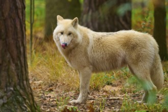 A wolf stands in an autumnal forest and looks attentively into the camera, Arctic wolf (Canis lupus