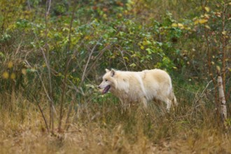 A wolf walks through an autumnal forest landscape with dense green and brown leaves, Arctic wolf