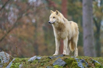 Side view of a white wolf on rocks in the rain in the forest, Arctic wolf (Canis lupus arctos),
