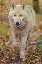 White wolf running through autumn forest, Arctic wolf (Canis lupus arctos), Germany