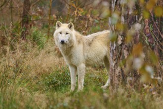 A wolf stands in front of dense bushes in an autumnal forest and looks curiously, Arctic wolf