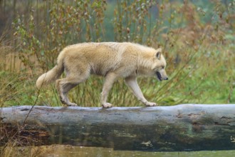 A wolf walks along a wet tree trunk in nature, Arctic wolf (Canis lupus arctos), Germany