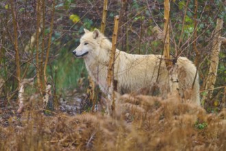 A wolf stands in the forest between dry undergrowth, embedded in the autumn atmosphere, Arctic wolf